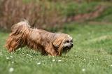 LHASSA APSO 286